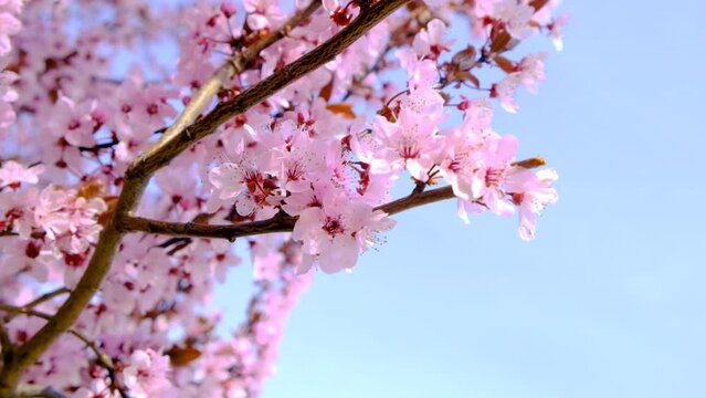 pink flowers on blooming tree in spring time