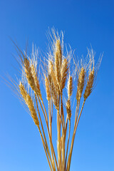 Rye on a blue sky background