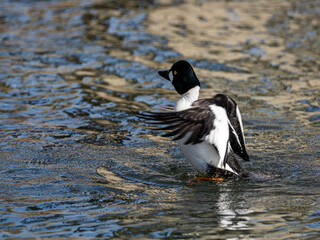 Ente