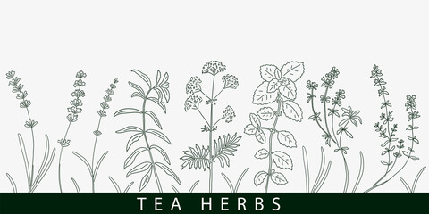 Tea herbs card. Vintage design sketched vector illustration.