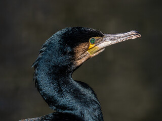 Kormoran