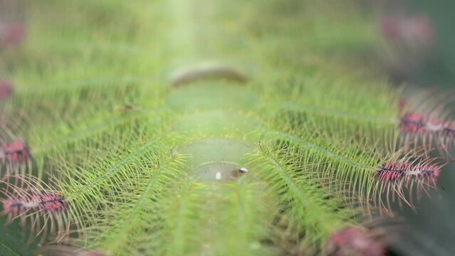 Macro Shot Of Common Gaudy Baron Caterpillar.