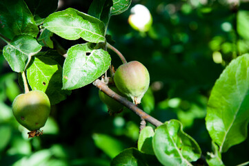 macro view of green apple branch on natural background