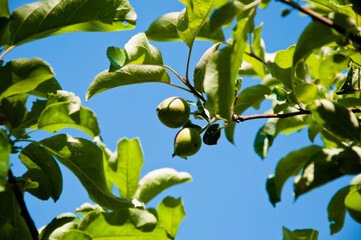 apple tree on sunny blue sky background