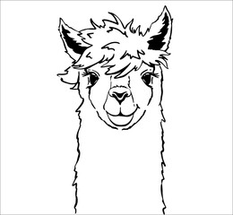 Cute llama face children's t-shirt print. Baby cute alpaca vector illustration. © Vasileva