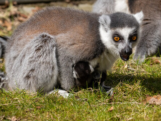 Fototapeta premium Lemuren