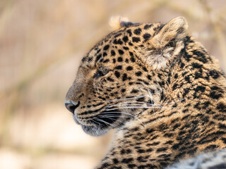 Leopard