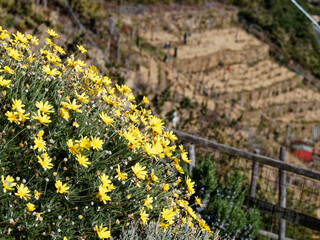 yellow daisy in a meadow