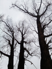 Three leafless tall willows, trees are patriarchs, with twisting branches against a cloudy sky. Romantic winter photography. Mural paper. - obrazy, fototapety, plakaty