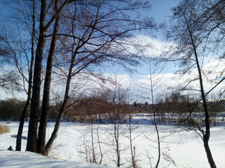 Wonderful winter view in the Volga region, Russia. Flag-shaped alder trees grow on the banks of a frozen snow-covered river with some open water on the left side of the frame. Sunny blue sky.