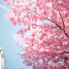 街中の桜
