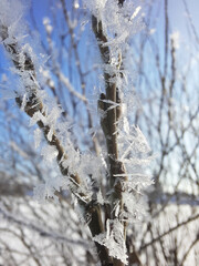 Frosted branches closeup