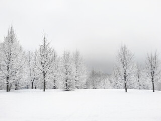Fototapeta premium Snowy forest view