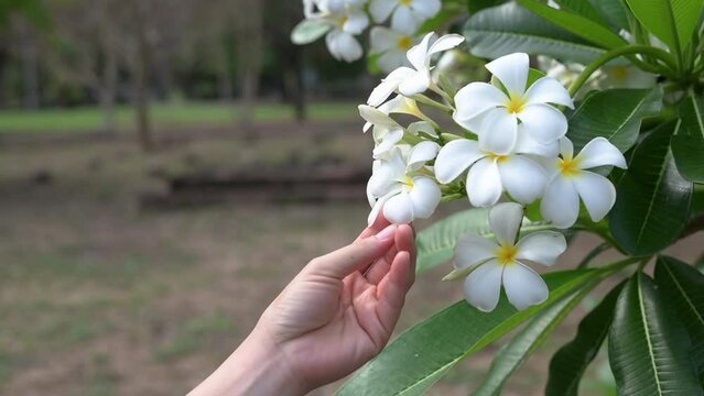 Woman hand touching Frangipani (or Plumeria flower) flowers blooming in the nature. In Laos they called 'Dok Champa' is the national flower of Laos.
