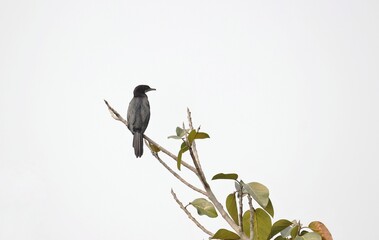 Little Cormorant Bird Sitting on a Tree Brach with Selective Focus