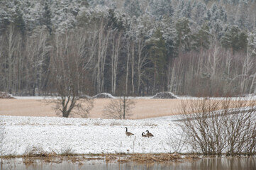 Kanadagans Lebensraum