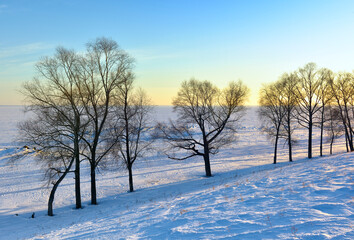 Trees on the winter shore