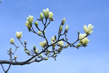 Magnolia blossoms. Magnoliaceae. 90 species of trees are distributed mainly in Asia, and the...