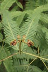 greenery, fern, tree fern, beautifully