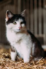 schwarz weisse Katze schaut interessiert in einer Scheune auf einem Bauernhof vertikal