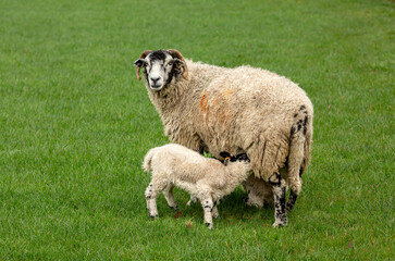 Close up of a Swaledale ewe  or female sheep, facing forward in green pastureland with two lambs suckling.  Lambing time in the Yorkshire Dales, UK. Clean background. Horizontal.  Space for copy.