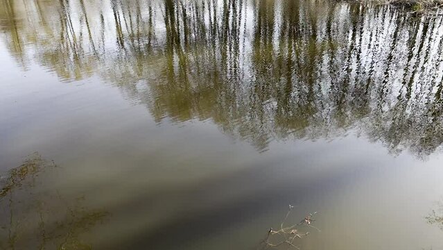 LUSTRZANE ODBICIA DRZEW W WODZIE. RUCHOME TŁO Z LUSTRZANYM ODBICIEM DRZEW W WODZIE.