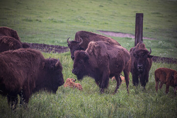 Bisons changing the coat for summer. Dark large animals in a green field in Lithuania. Endangered mammal species. Selective focus on the details, blurred background.