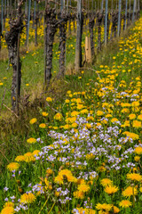 Weinberge Reben Frühling