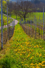 Fototapeta premium Weinberge Reben Frühling