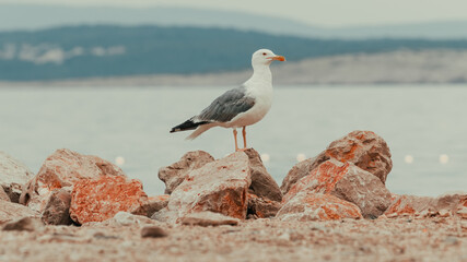 Seagull bird standing on the seashore rock
