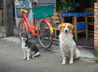 Two dogs waiting on sidewalk outside store with bicycle.