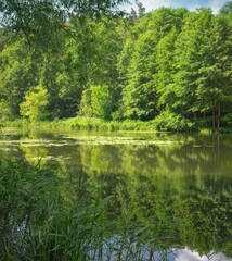 Leafy forest along river bank. Gorenka River in Kyiv outskirts. Ukrainian river landscape. Nature background.
