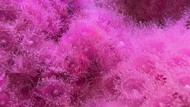 Clustered pink strawberry anemones scavenging for food