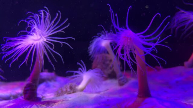 Tube anemones glowing and scavenging for food at the bottom sandy floor