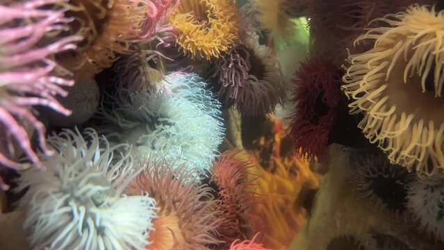 Colourful sea anemones batched together in a tank