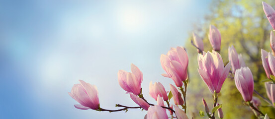 Branches of magnolia flowers. Magnolia tree flowering in spring time. Spring banner. Floral...