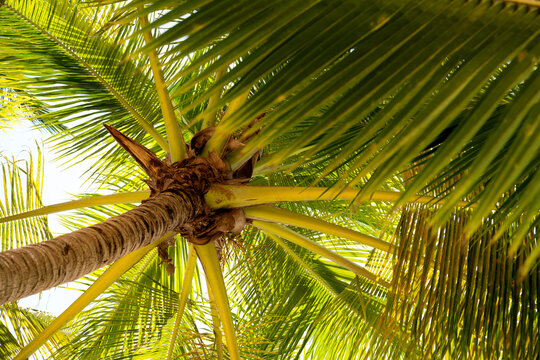 Bottom up view of a palm tree and dense green leaves. Tropical vegetation of the Dominican Republic