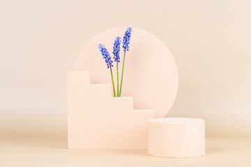 Spring compositon with geometric shapes and blue muscari flowers. Podium platform for product presentation and spring flowers on pastel beige background. Front view
