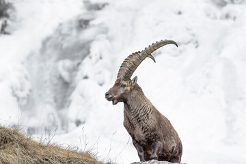 Fine art portrait of Alpine ibex male with glacier on background (Capra ibex)