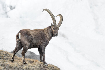 The King of the Alps in the highlands (Capra ibex) - obrazy, fototapety, plakaty