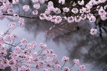 Cherry blossom trees along the river 
川沿いの桜並木