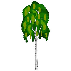 Obraz premium A simple illustration of a birch tree on a white background. Vector illustration