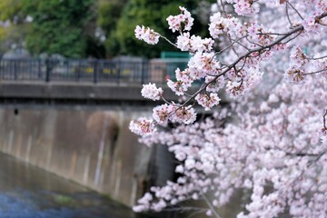 Cherry blossom trees along the river 
川沿いの桜並木
