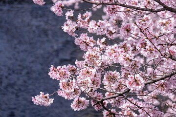 Cherry blossom trees along the river 
川沿いの桜並木
