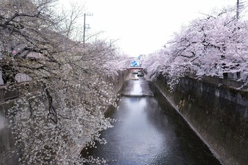 Cherry blossom trees along the river 
川沿いの桜並木