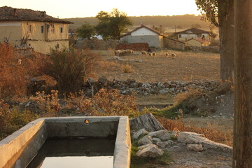 Herd of sheeps in natural habitat, stone watering trough for animals in an abandoned old village with stone houses. 