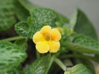 cute yellow flower in garden