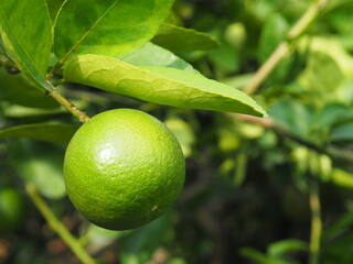 fresh green lemon on tree background