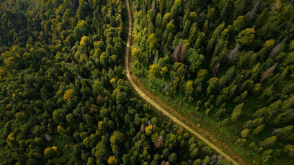Summer forest trail. Aerial photography. Wood road