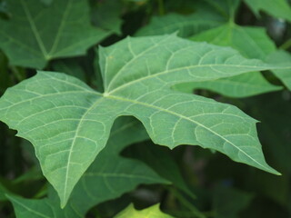 star green leaf in garden